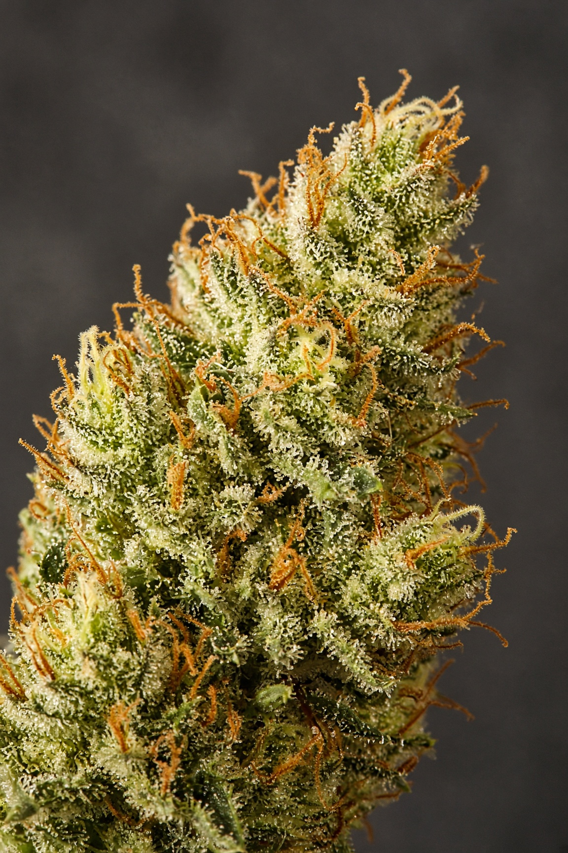 Sour Amnesia